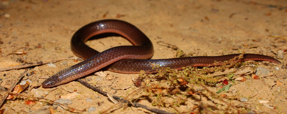 the smallest snakes in PA, the Eastern Wormsnake (Carphophis amoenus)