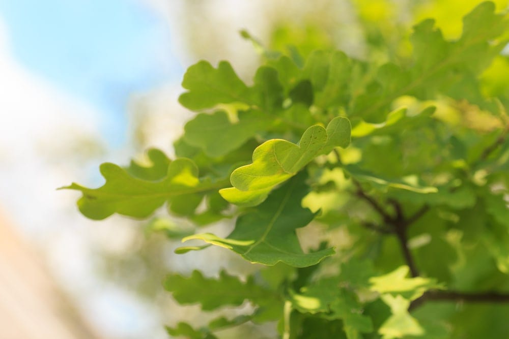 White oak leaves with lobate margin