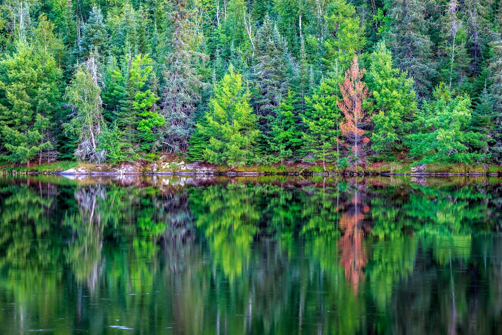 trees reflection on the waters of the Voyageurs National Park in Minnesota