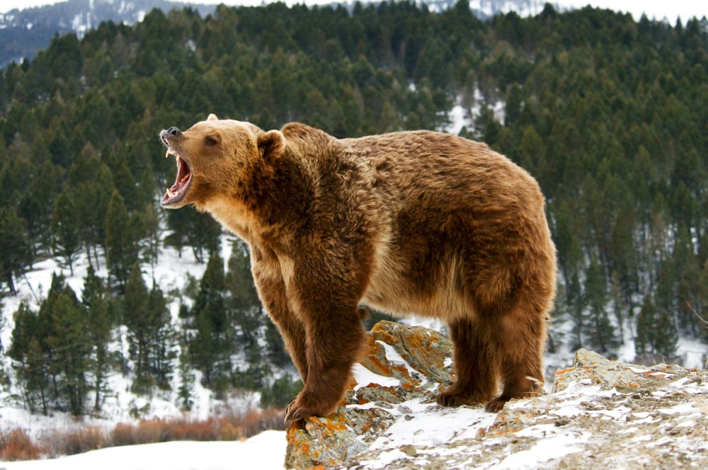 image of a grizzly bear, one of the animals with the strongest bite force, growling on a snowy cliff