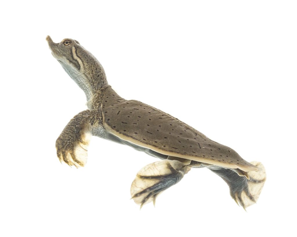 image of smooth softshell turtle or Apalone mutica photographed at Gavins Point National Fish Hatchery. Yankton, SD.