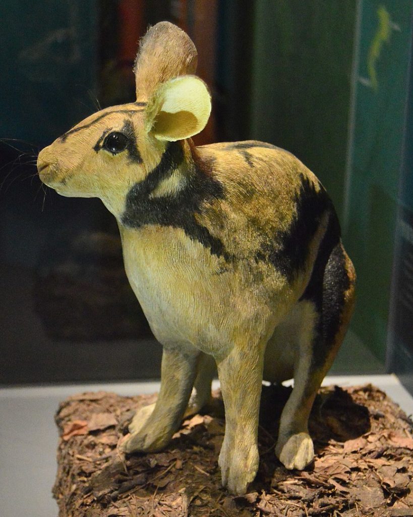Public exhibit of a reconstruction of the Sumatran Striped Rabbit discovered in 1999.