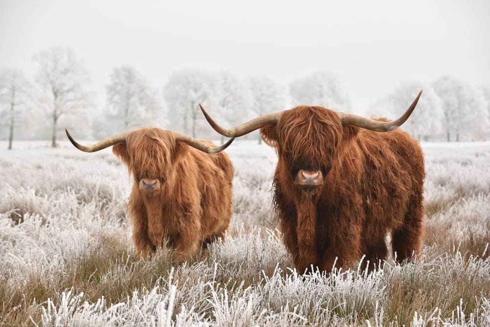 Two Highland cattle with horns enjoying the frosty fields