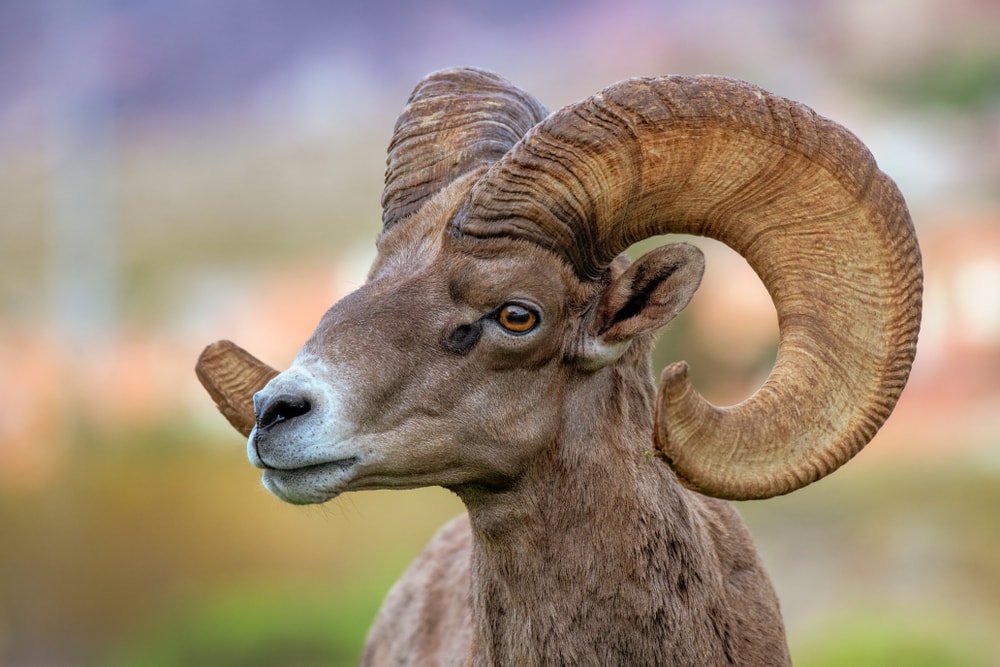 Bighorn Sheep (Ovis canadensis) flexing its c-shaped horns