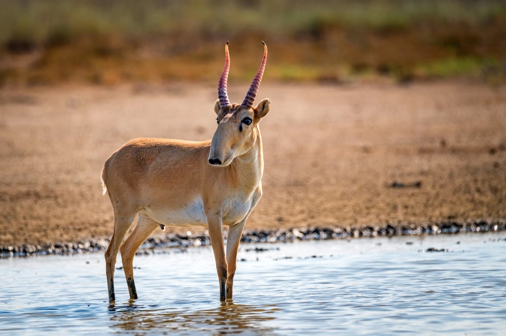Saiga (Saiga tatarica) standing on a river flexing its horns