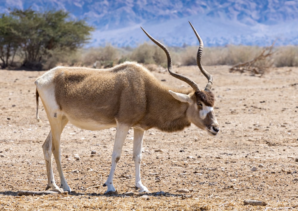 Addax (Addax nasomaculatus) on dry fields with its spiral horns