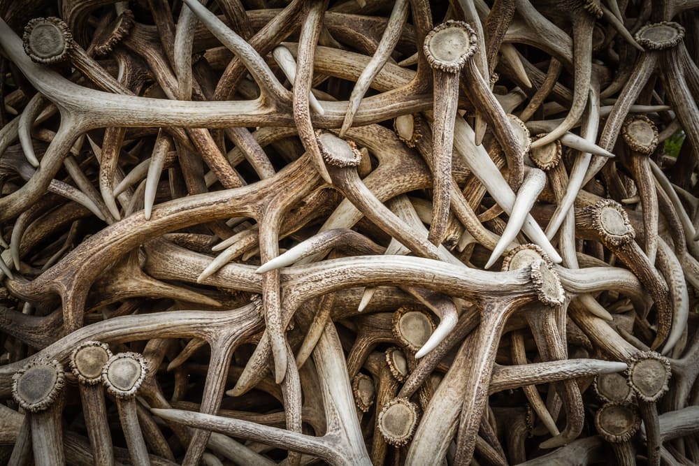 School of horns from antlers laying on a table