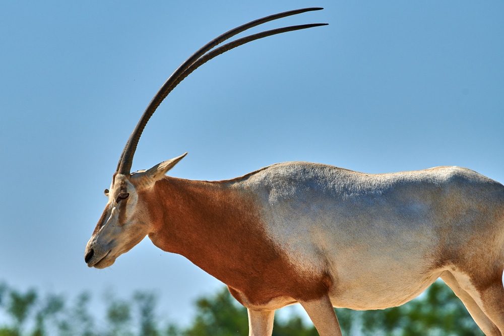 Scimitar-Horned Oryx (Oryx dammah) with close up photo of its long horn