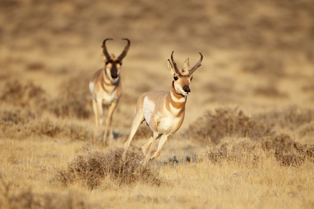 Pronghorn Antelope (Antilocapra americana)