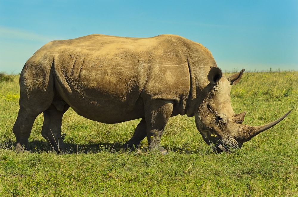 Rhinocerous (Rhinocerotidae) eating some field grass