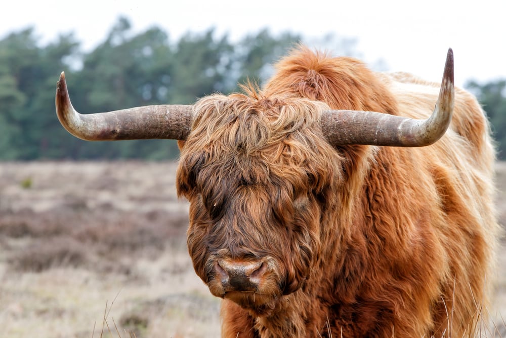 Hairy animal with pointed horns looking at the camera