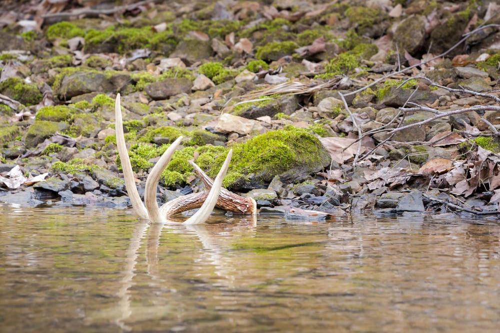 An antler fell into a river