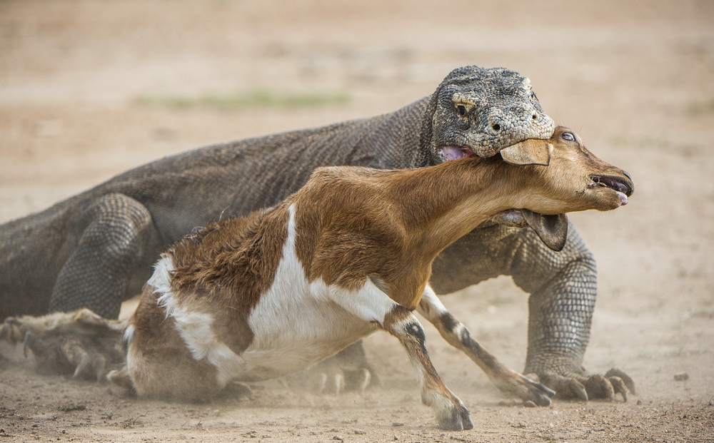 Komo dragon eating some goat