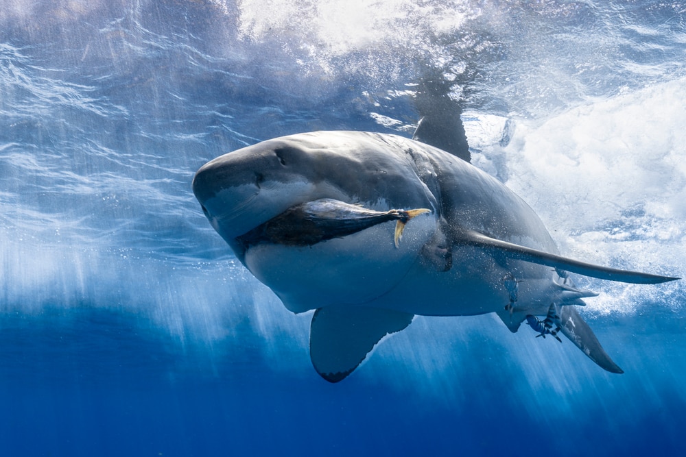 Shark eating a fish under the sea
