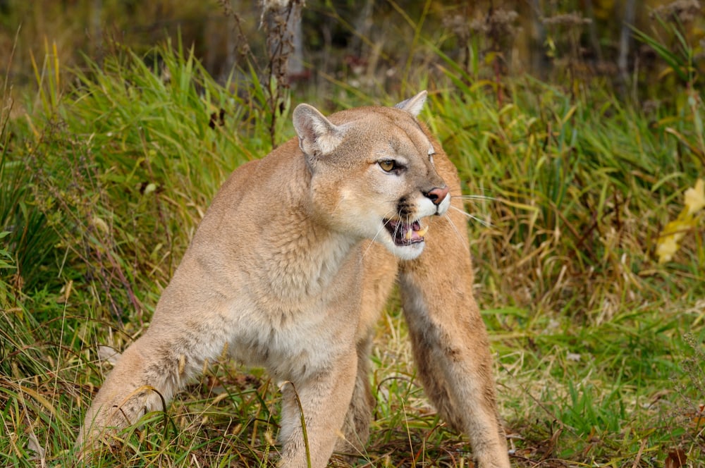 Cougar looking at someone his mad at