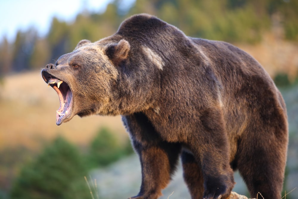 Bear being mad at someone