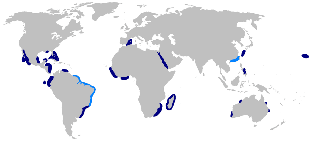 Carcharhinus altimus or bignose shark distributionk map