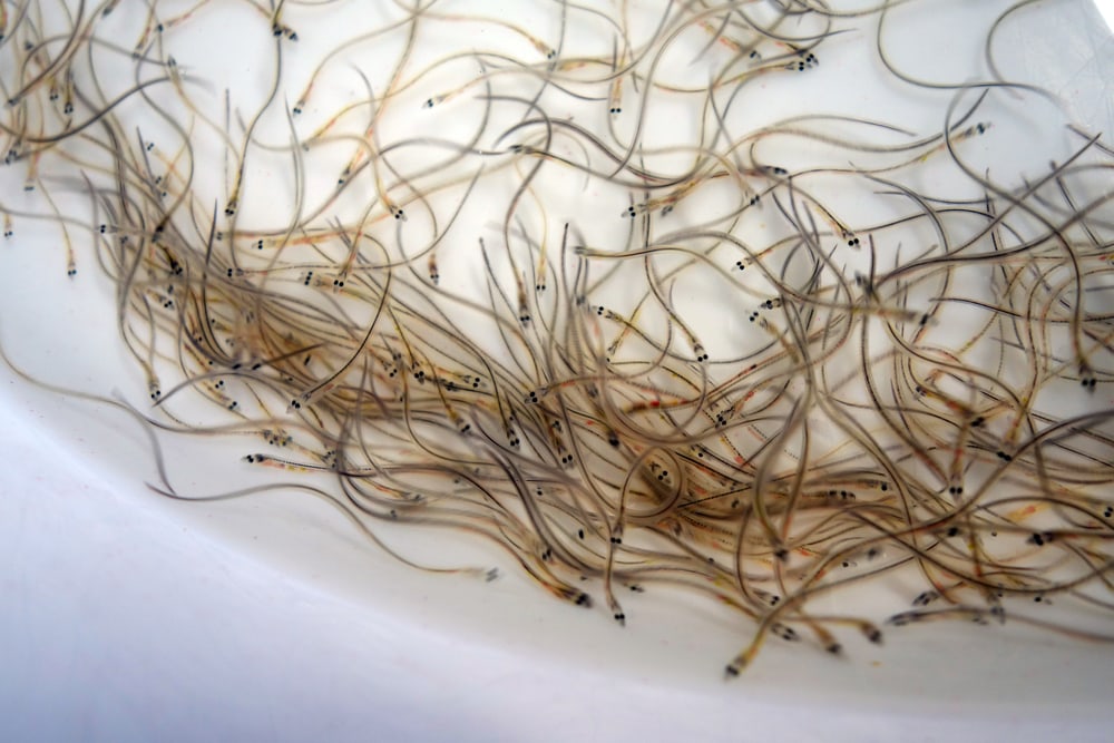 Leptocephali or eel larvae recognized by experts
