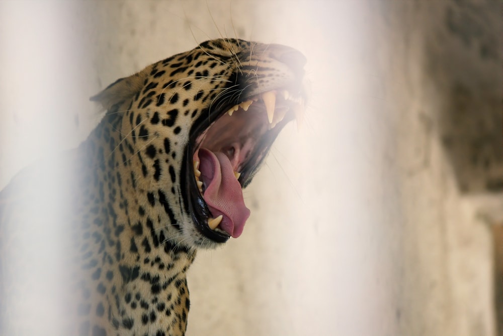 Close up photo of leopard showing its teeth