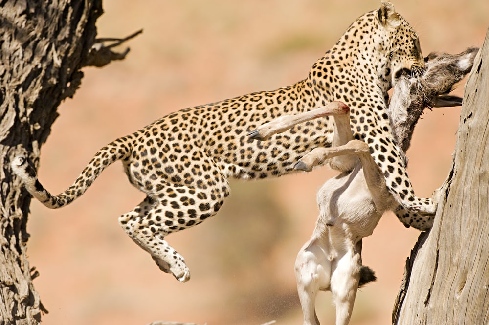 Jaguar killing a deer in a forest
