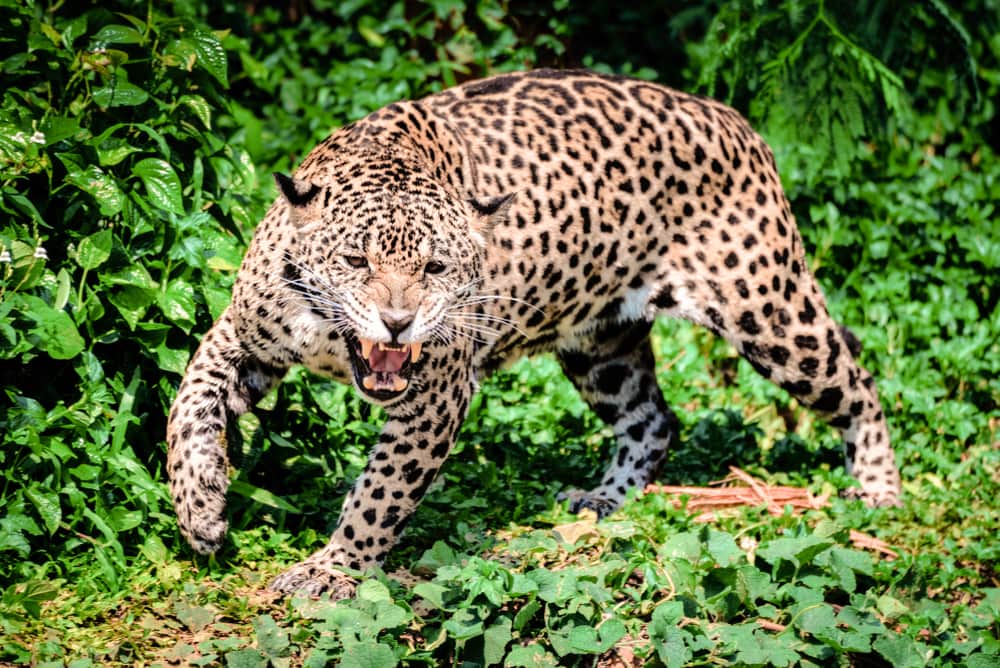 Leopard going to attack its prey