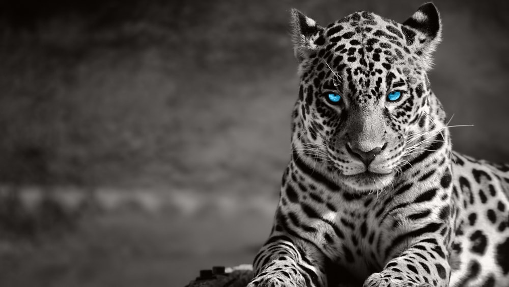 Jaguar in black and white with blue eyes
