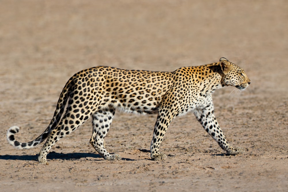 Leopard walking through the desert