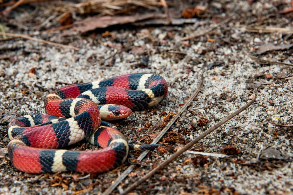 Scarlet Kingsnake of Florida on the ground