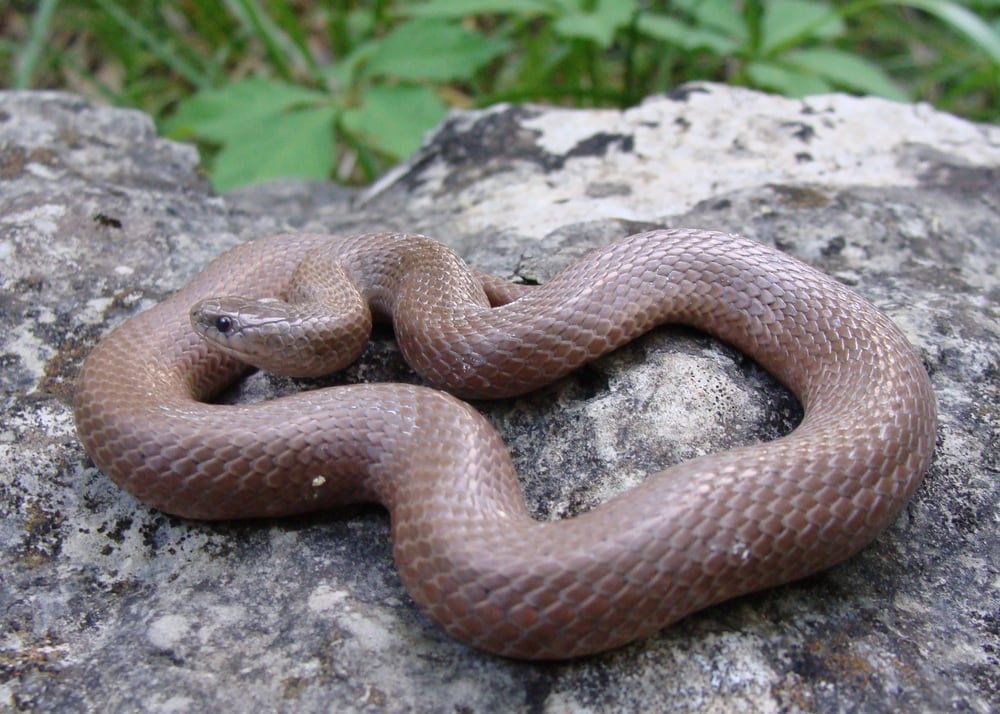 Smooth Earthsnake of Florida on top of a rock