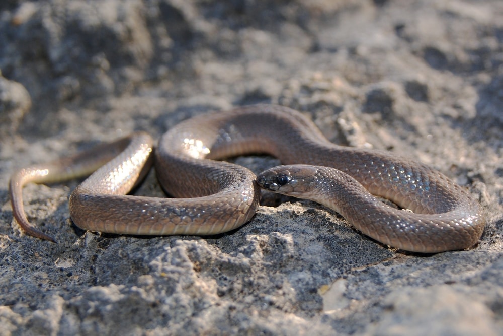 Rough Earthsnake of Florida on a beach sand
