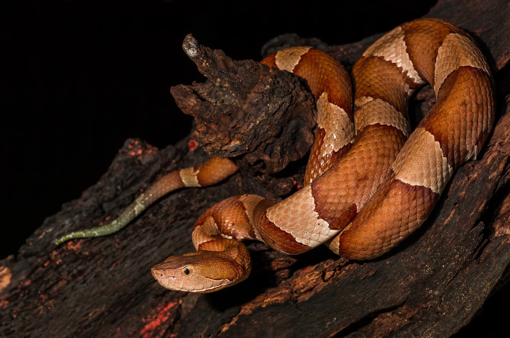 Eastern Copperhead on mossy rock