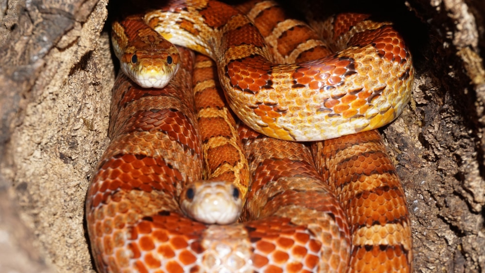 Red Cornsnake in Virginia