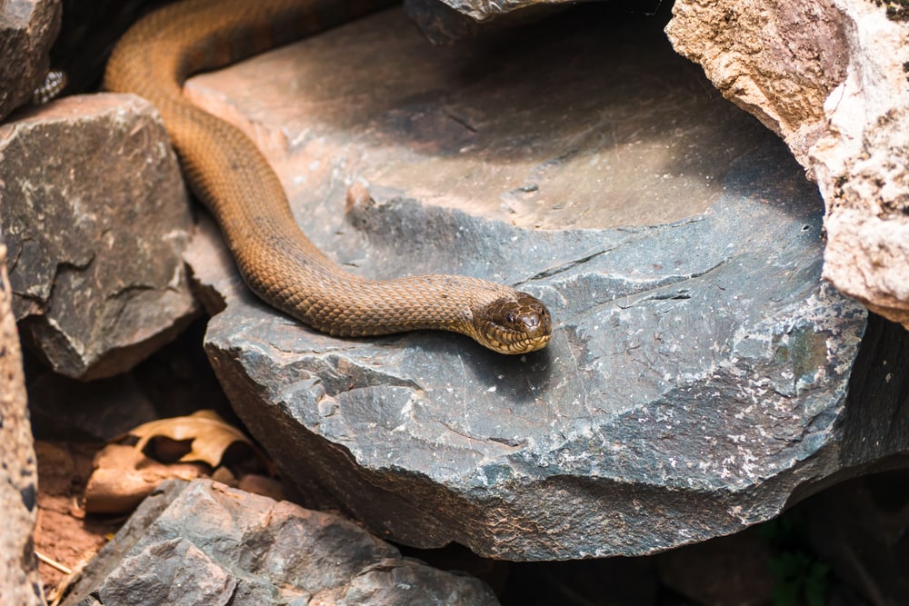 Brown Watersnake in Virginia