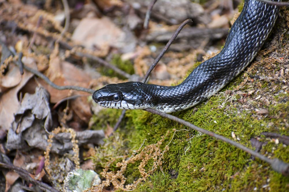 Eastern Ratsnake in Virginia