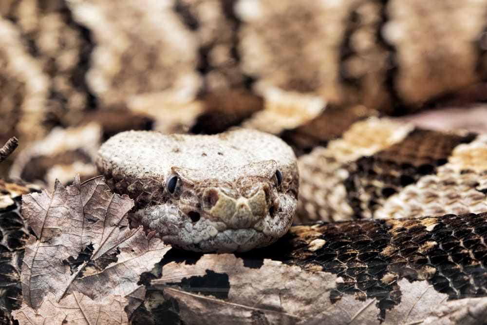 Timber Rattlesnake (Crotalus horridus) in Virginia