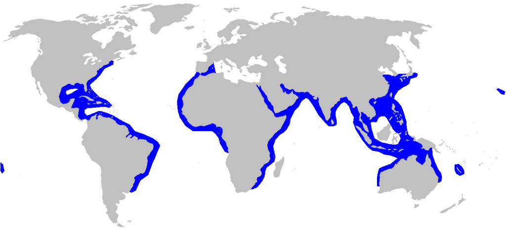 Sphyrna lewini or scalloped hammerhead shark distribution map