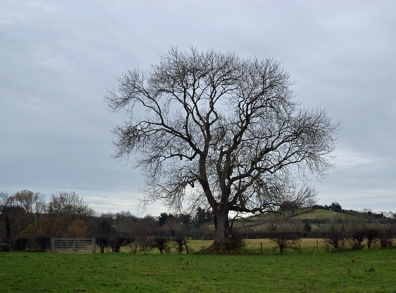 Blue ash Tree (Fraxinus quadrangulata)