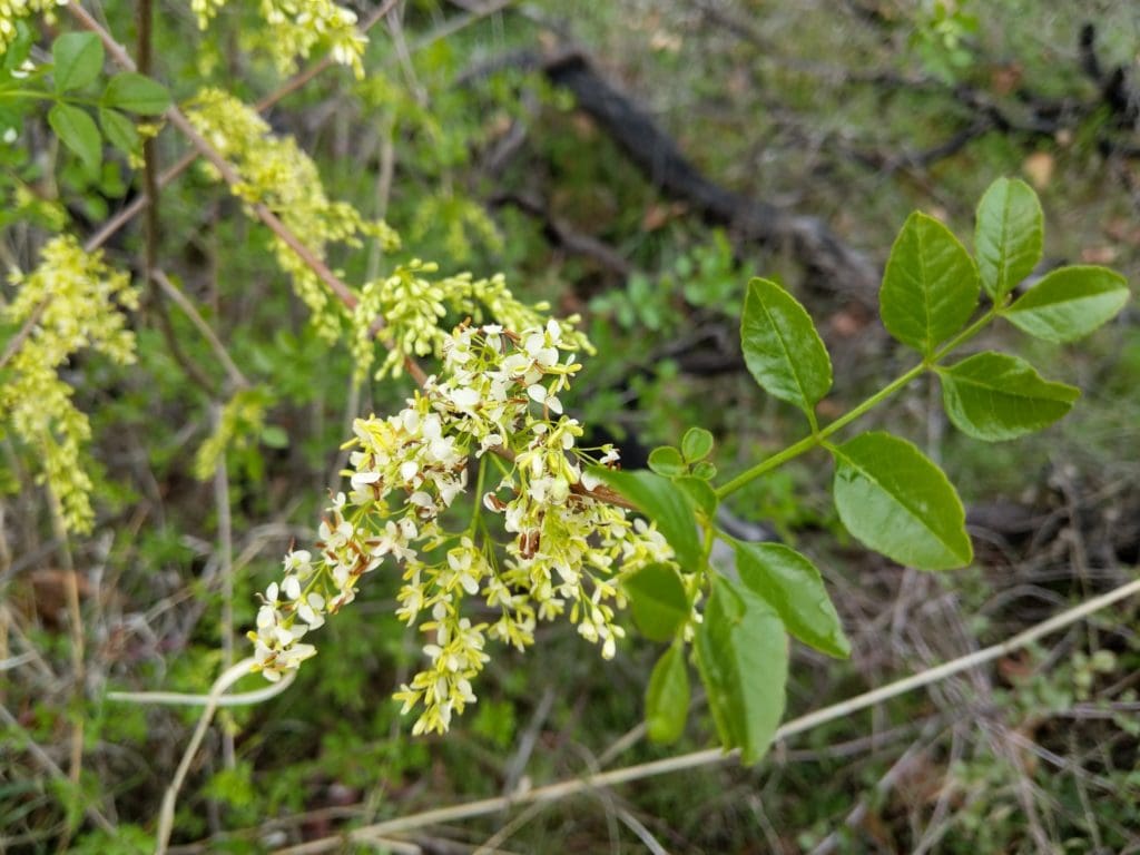 California ash Tree (Fraxinus dipetala) 