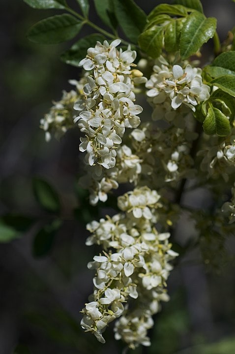 California ash Tree (Fraxinus dipetala)