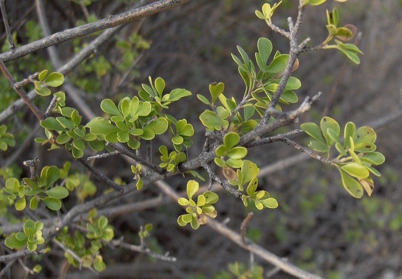 Gregg’s Ash Tree (Fraxinus greggii)