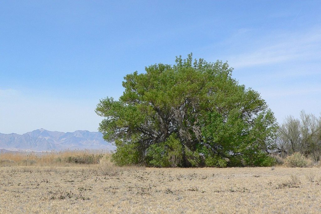 Velvet Ash Tree (Fraxinus velutina)