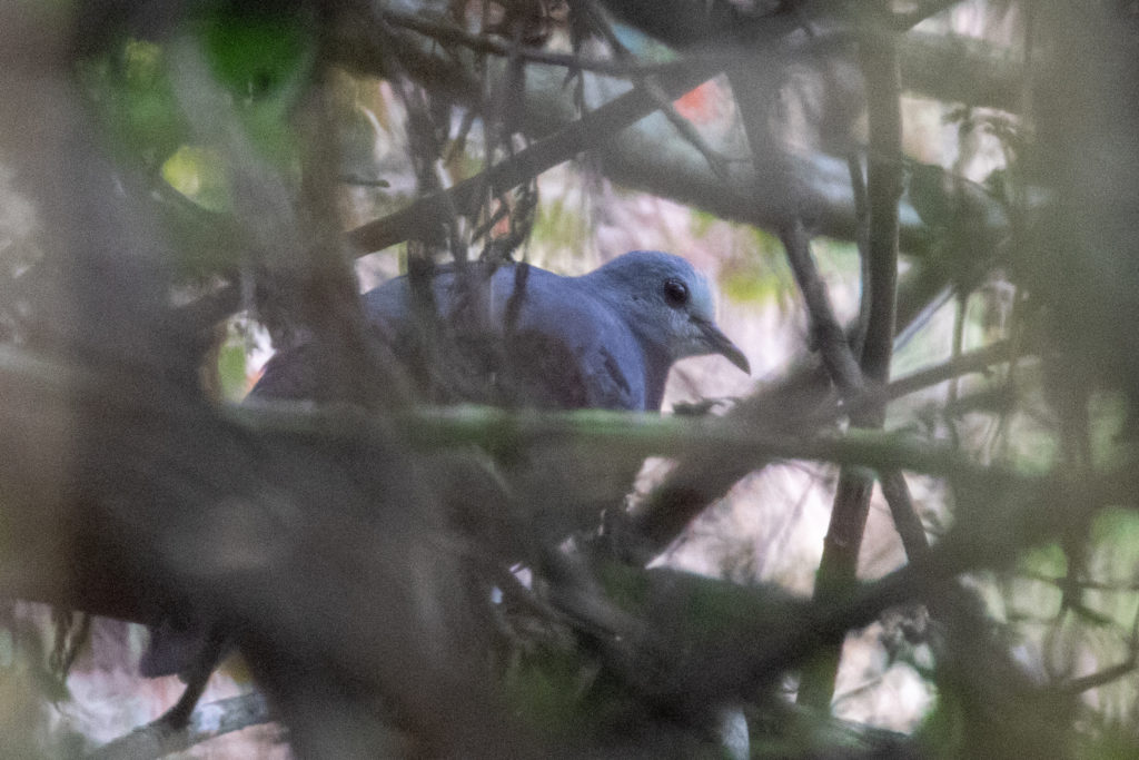 Maroon-Chested Ground Dove (Claravis mondetoura)