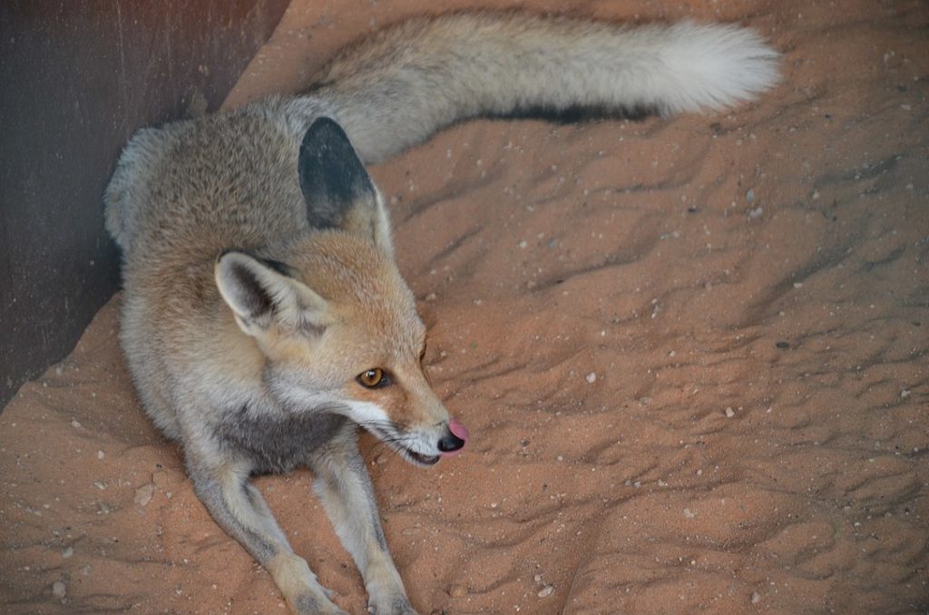 Pale Fox