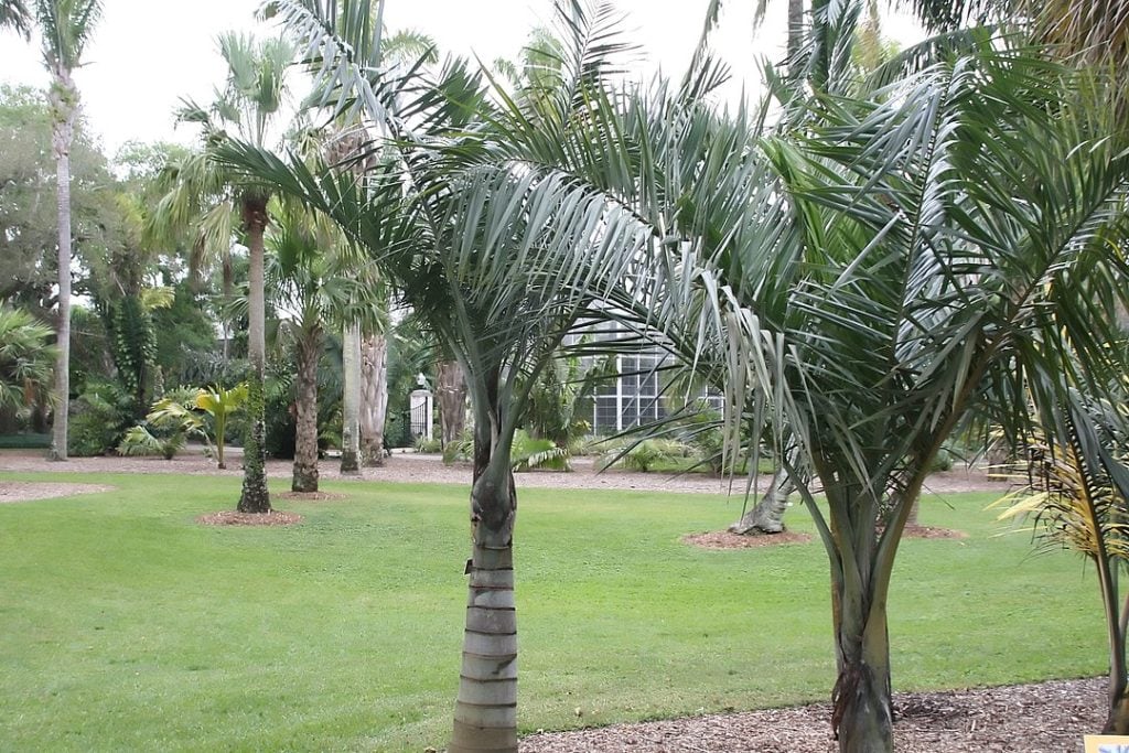 Buccaneer Palm (Pseudophoenix sargentii)