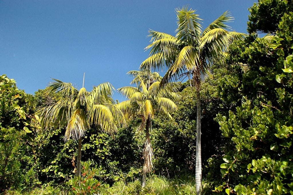 Kentia Palm (Howea forsteriana)