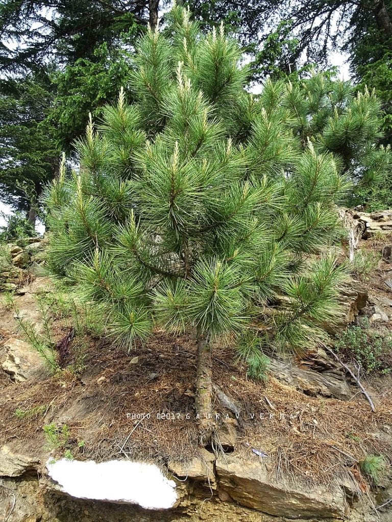 Close up photo of Chilgoza Pine Tree leaves and cones (Pinus gerardiana)