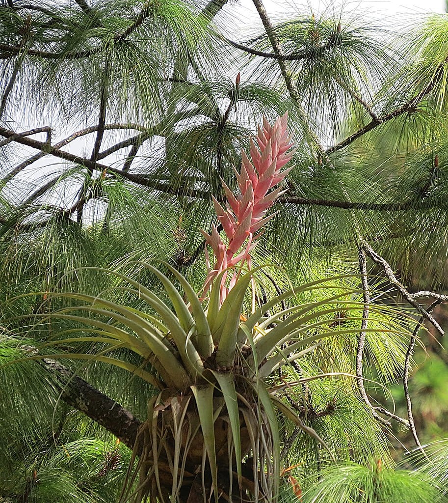 Close up image of Thinleaf Pine Tree leaves and cones (Pinus maximinoi)