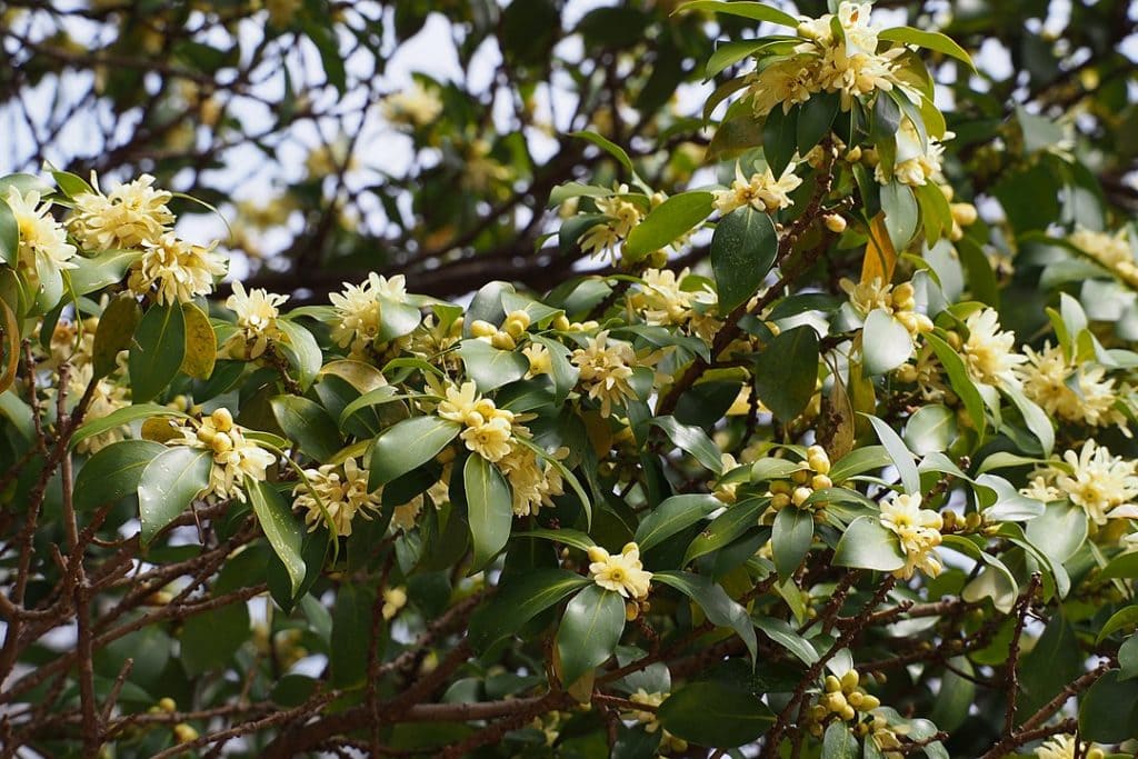 Order Austrobaileyales - Star Anise plant