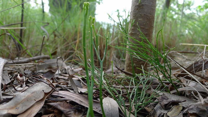 Psilopsida (Psilotum)