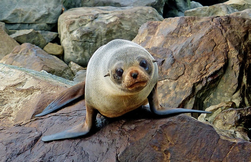 New Zealand fur seal (Arctocephalus forsteri) on top of a rock